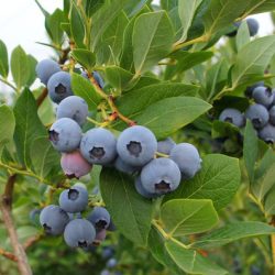 Ehime Blueberry Tree