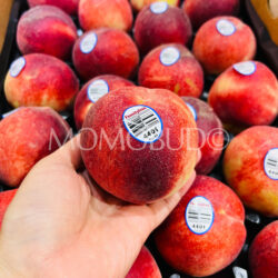 Family Tree Farms® Holly White Peach Family Tree Farms® Holly White Peach