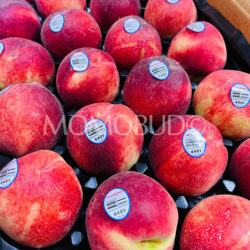 Family Tree Farms® Holly White Peaches Family Tree Farms® Holly White Peaches