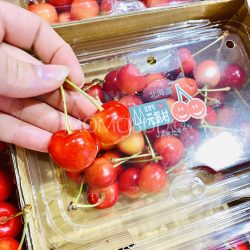 Japanese Hokkaido Sato Nishiki Sakurabon Cherry