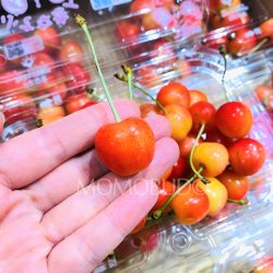 Japanese Yamagata Sato Nishiki Sakurabon Cherry