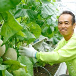 Japanese Yubari King Red Muskmelon farmer