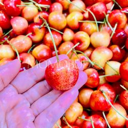 Washington Skylar Rae® Cherry 9 row