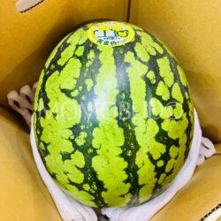 Japanese Gunma Konjiki Raou Golden Watermelon in box