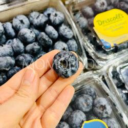 Peru Driscoll’s Super Jumbo Blueberry