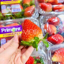South African Primore Florida Fortuna Strawberry