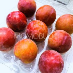 Ruby Velvet Apricot