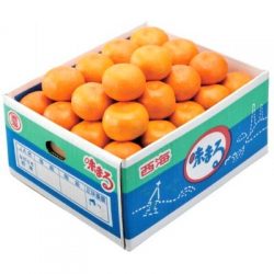 Japanese Saikai Ajimaru MIkan