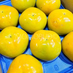 Japanese Ehime Taishuu Persimmons 1 Japanese Ehime Taishuu Persimmons 1