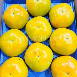 Japanese Ehime Taishuu Persimmons Japanese Ehime Taishuu Persimmons