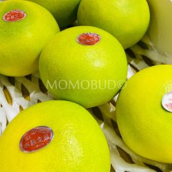 Japanese House Suishou Buntans (2)