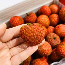 Australian Baitaying Lychee