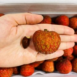 Australian Baitaying Lychee seed size