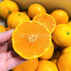 Ehime Mican Mikan cross section