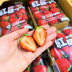 Japanese Beni Hoppe Strawberry cross section Japanese Beni Hoppe Strawberry cross section