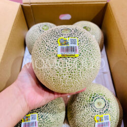 Japanese Otome Green Melon on hand