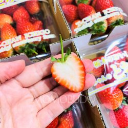 Japanese Tchan no Tochiaka Strawberry cross section Japanese Tchan no Tochiaka Strawberry cross section