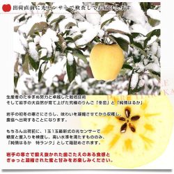Fuyukoi Apple snow tree Fuyukoi Apple snow tree