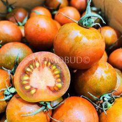 Japanese Amaegimi Chocolate Tomato cross section