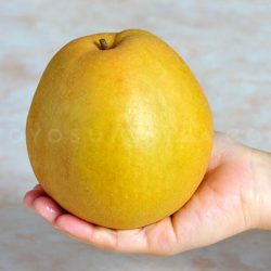 Japanese Oushu Pear in hand