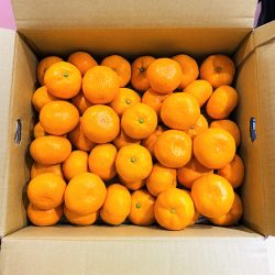 Japanese High sweetness Mitsuru Mikan 4kg Box