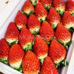 Premium Japanese Ichigosan Strawberries 1