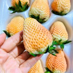 Japanese Premium Awayuki Pink Strawberry Jumbo Japanese Premium Awayuki Pink Strawberry Jumbo