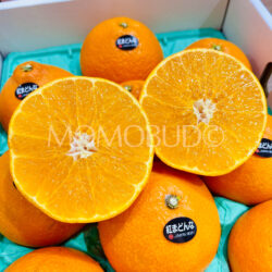 Japanese Premium Black Label Benimadonna Orange cross section Japanese Premium Black Label Benimadonna Orange cross section