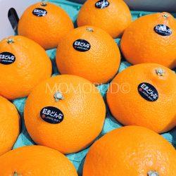 Japanese Premium High Sweetness Benimadonna Oranges