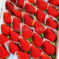 Japanese Sakuramomo Ichigo Strawberry