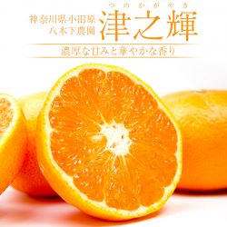 Japanese Tsunokagayaki Orange Japanese Tsunokagayaki Orange