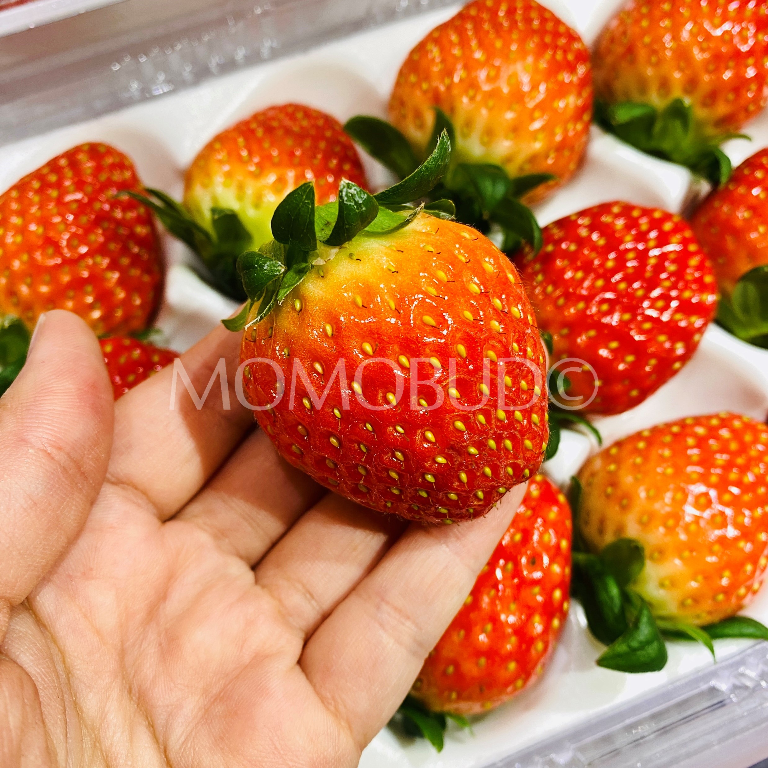 Korean Kuemsil Strawberry 330g Approx — Momobud