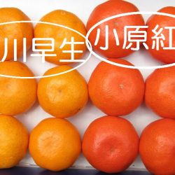 Miyakawa vs Obarabeni Mikan color comparison
