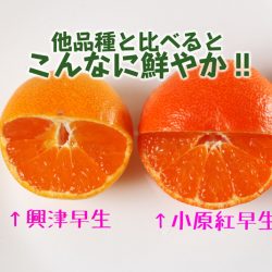 Obara Beniwase Mikan & Saga Mikan comparison