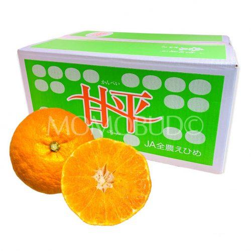 Japanese Kanpei Orange