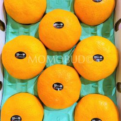Japanese Kanpei Oranges