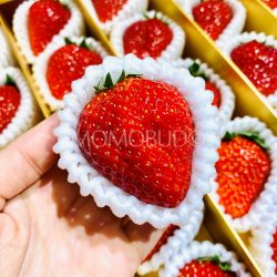 Japanese Manakokoro Strawberry