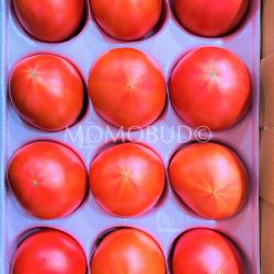 Japanese Ounzen Tokuchan Fruit Tomatoes