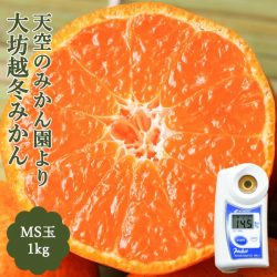 Kagawa Ettou Mikan 14.5% brix sweetness