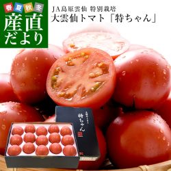 Ounzen Tokuchan Tomato