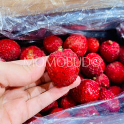 Australian Sun Lychee Salathiel (Lou Mai Chee) Lychee