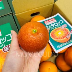 Ehime Manna no Tarokko Blood Orange