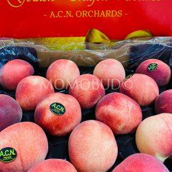 Golden Dragon ACN White Peaches 1