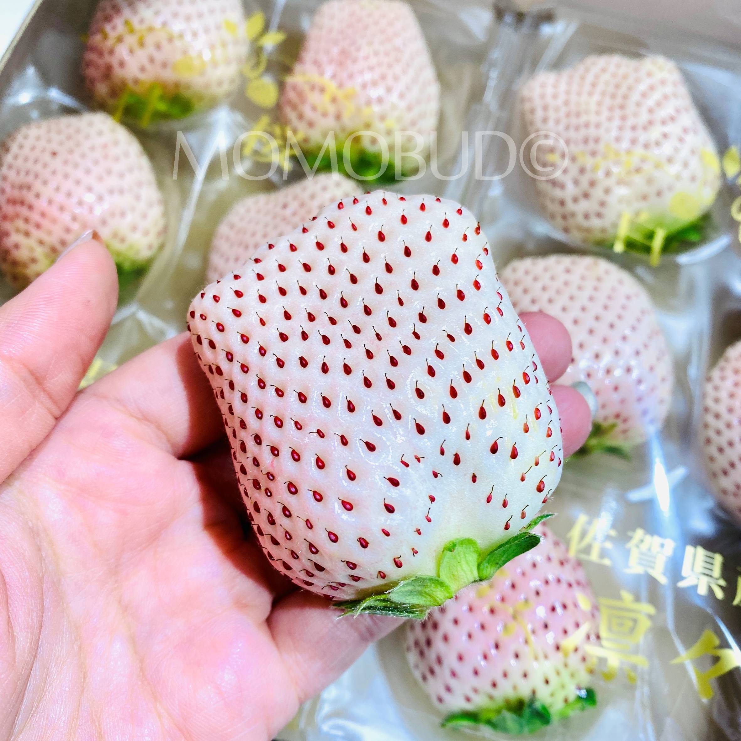 Japanese White Sakura Ichigo (Strawberry) — MomoBud