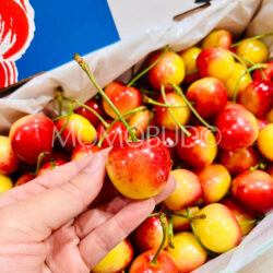 Suncrest Orchards Ferrador White Cherry Suncrest Orchards Ferrador White Cherry