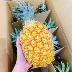 Japanese Ishikawa Bogor Snack Pineapple Japanese Ishikawa Bogor Snack Pineapple