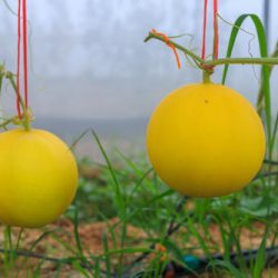Yellow King Melon tree