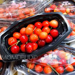 Japanese Sato Nishiki Cherry 100g punnets