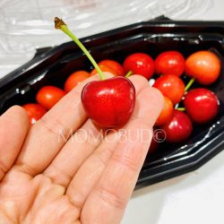 Japanese Sato Nishiki Cherry