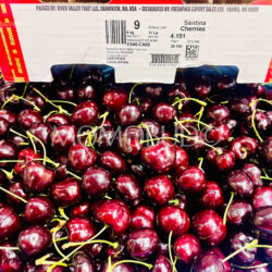 Washington Santina Red Cherries 9 row Washington Santina Red Cherries 9 row